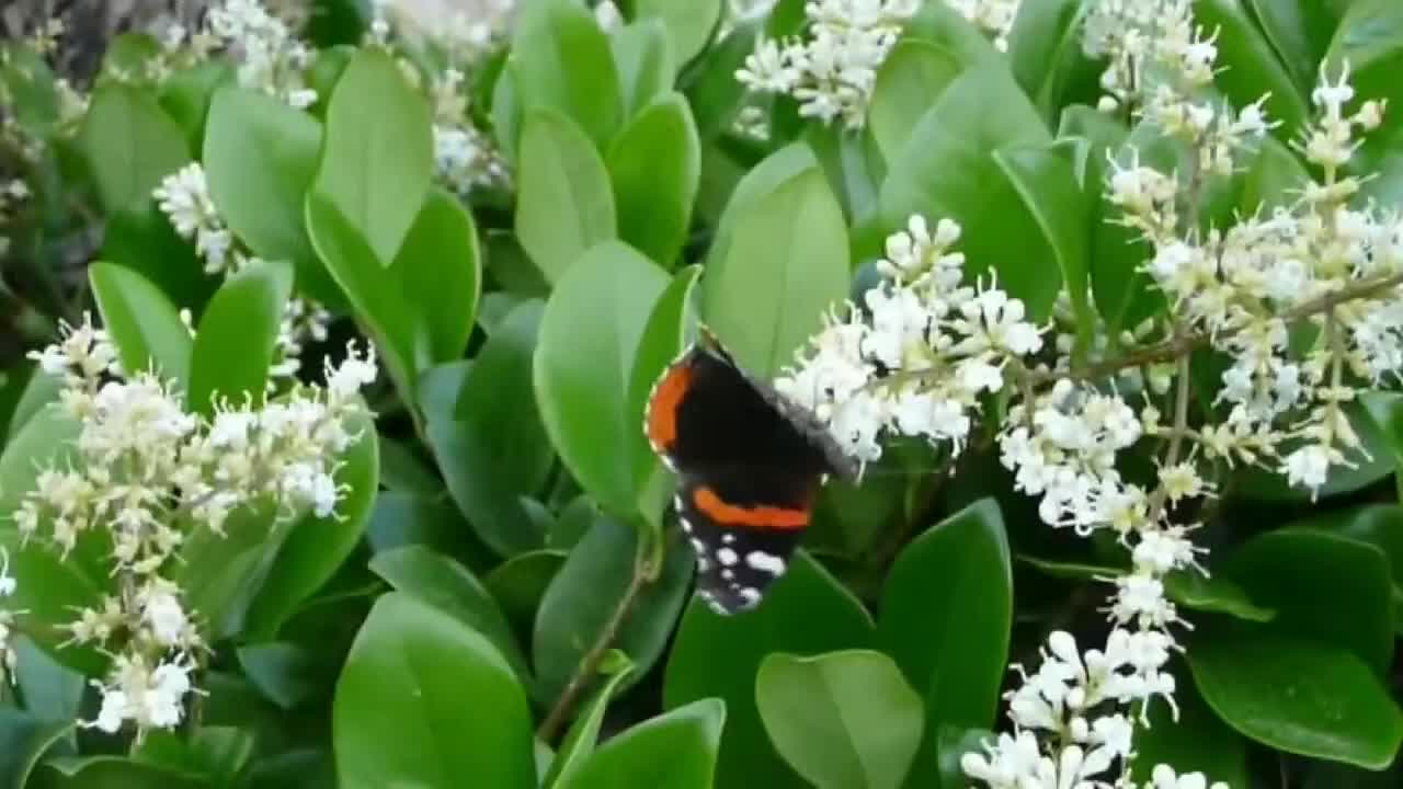 Red Admiral Butterfly (Vanessa Atalanta) in Fort Worth, Texas