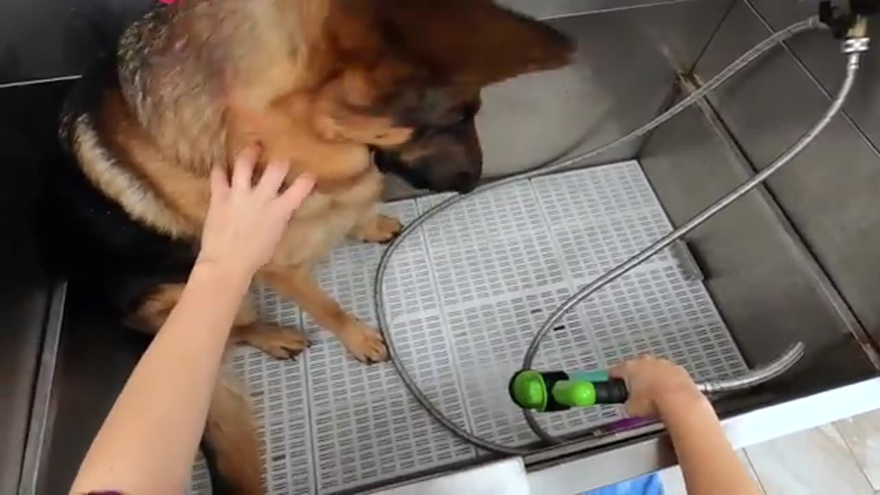 German Shepherd thinks he's dying at the grooming salon