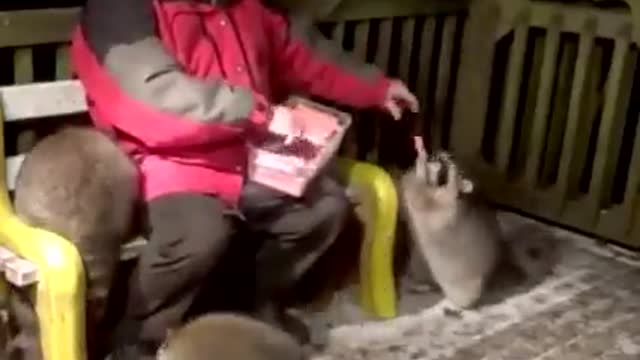 the friend of raccoons