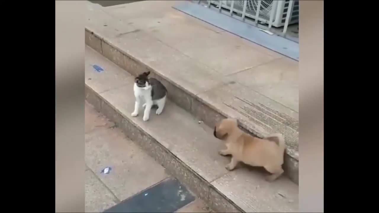 Funny Animals Video🥰👀🐶🐈‍⬛