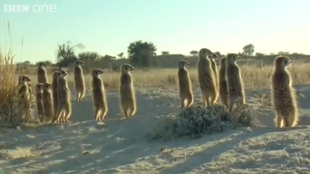 Alan!.. Alan!.. Steve! | Walk on the Wild Side - BBC