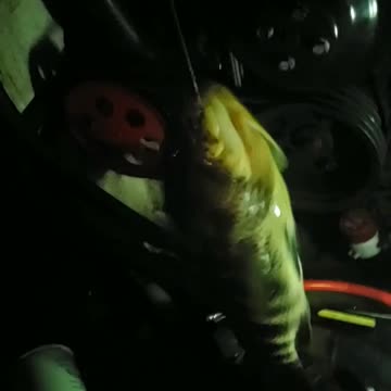 Catching BIG BASS while fixing boat!