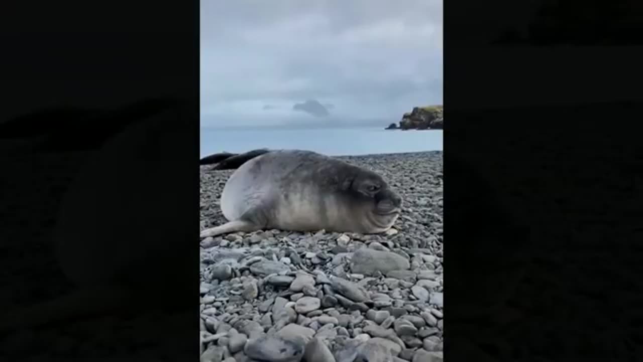 Funny Cats and Dogs 46