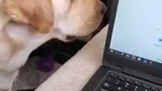 Dog Hates it When Disturbed During Sleeping #Shorts | Funny Dog Video