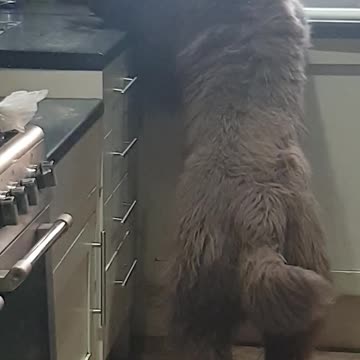 Newfoundland caught red handed counter surfing