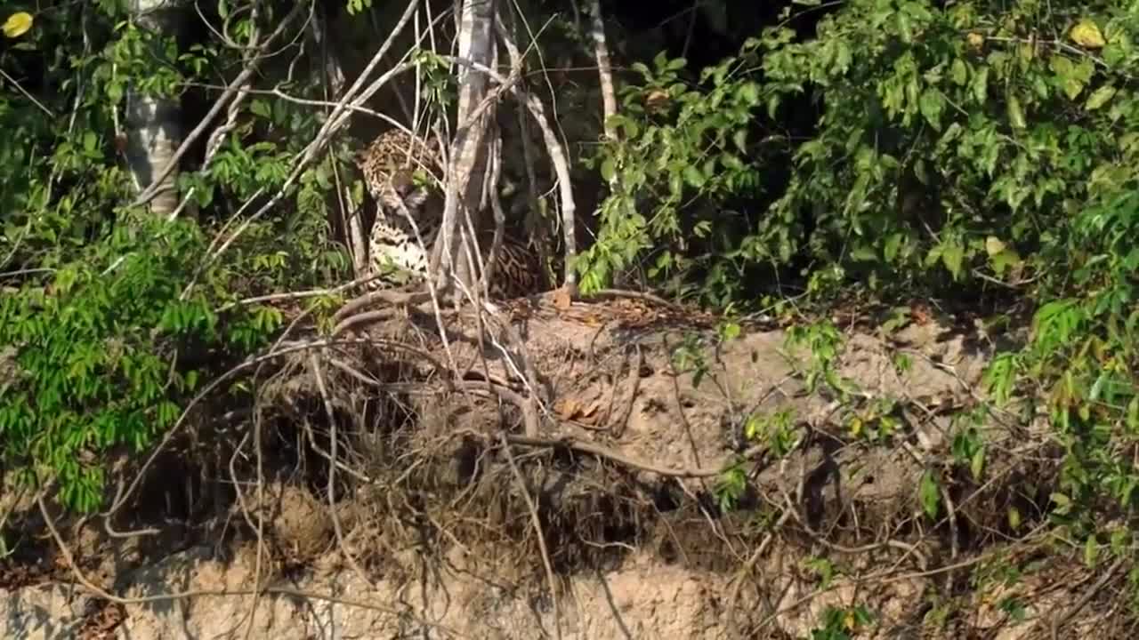 Jaguar vs dead crocodile fight is inviolable