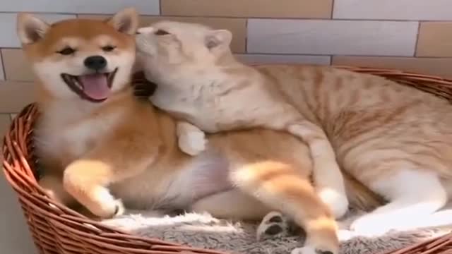 Cute funny Dog and Cat