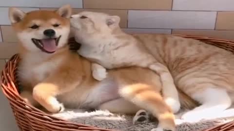 Cute funny Dog and Cat