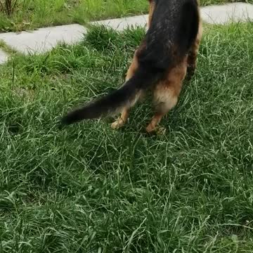 A big dog is played with a stick.