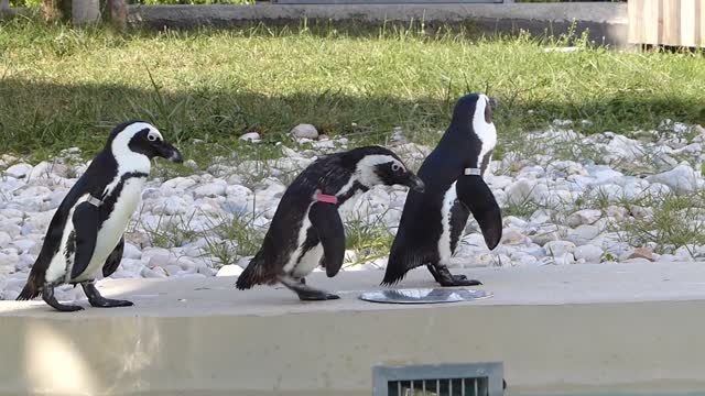 Penguins