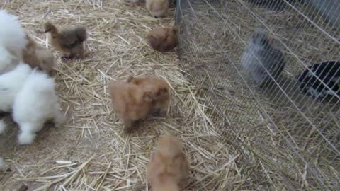 Buff silkie chickens and chicks (1)