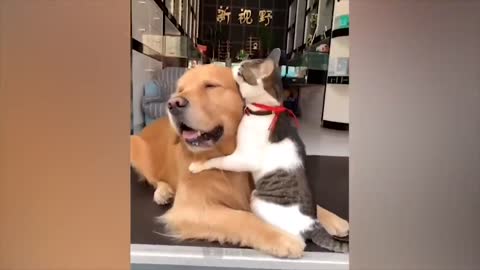 The funniest animals _ Fun with cats and dogs 2022