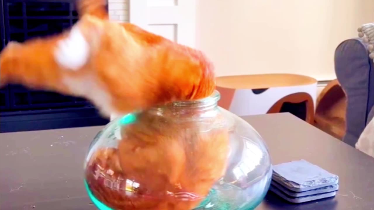 Cat Somehow Manages To Crawl Inside Of A Fish Bowl