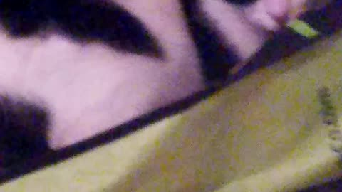 My cat