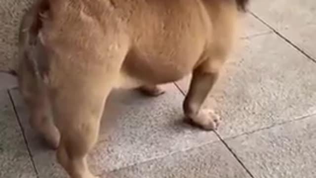 Dog funny video in lion looks very dangerous