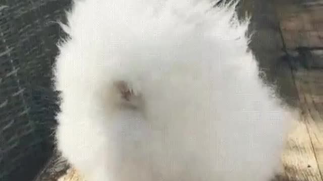 🐇 Angora Rabbit. | Interesting Facts #Shorts #topchannel