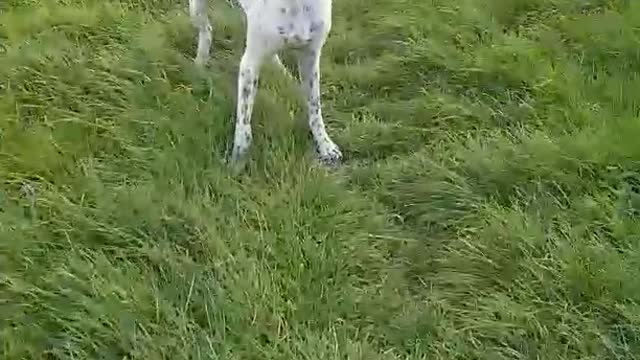 Black and white dog in grass field chases apple
