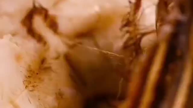 Oranges and crabs are cooked together