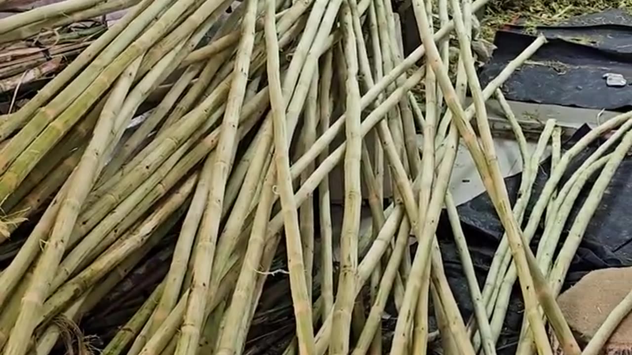 Amazing! Sweet Orange Sugarcane Juice Making Process