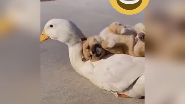 dog and duck friendship video।। Little puppy and duck