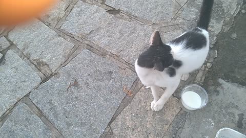 THE STREET CAT CAME AND STAYED IN MY HOUSE-GO AWAY-1
