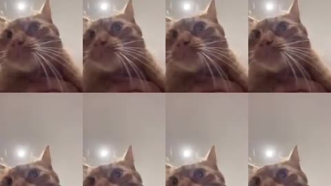 Chicken Wing Cat Song Viral