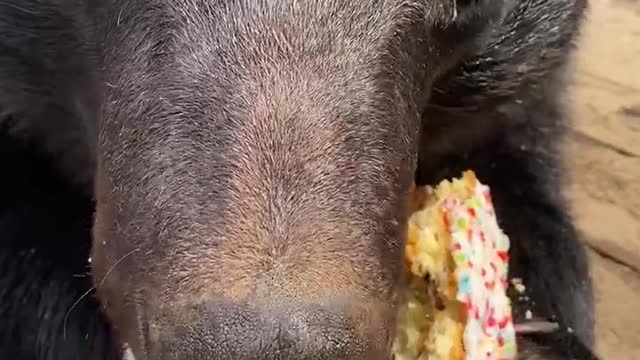 Hungry bear has no trouble sharing his food with caretaker