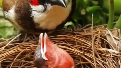 African Birds Own Baby's