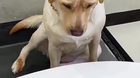 cute and funny dog🤣🤣😂😂👌