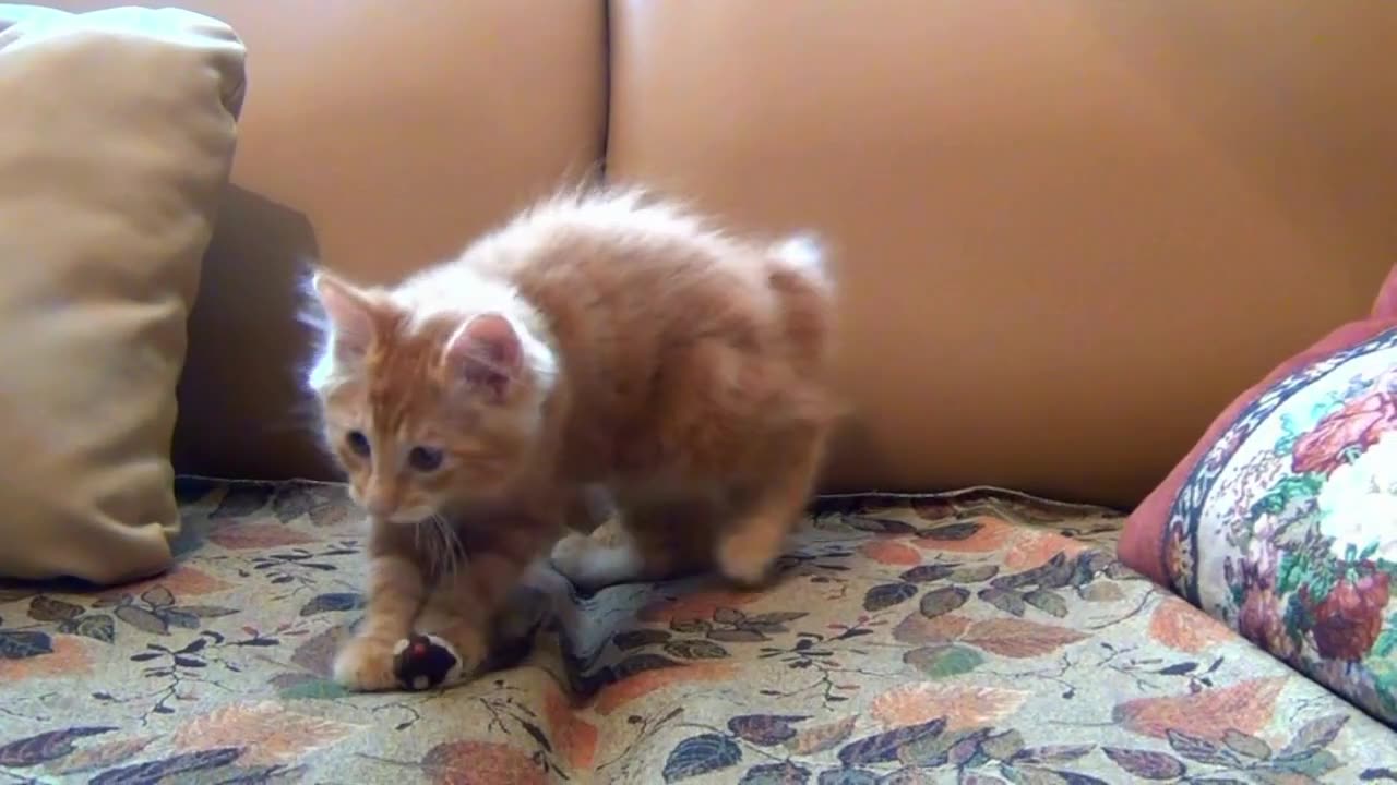 Cute cat playing with her toy mouse