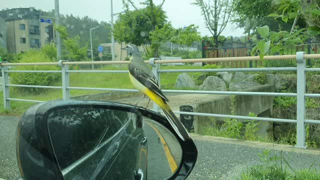 A bird on the side mirror