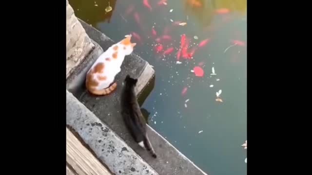 Funny & Naughty Cats | Try not to laugh