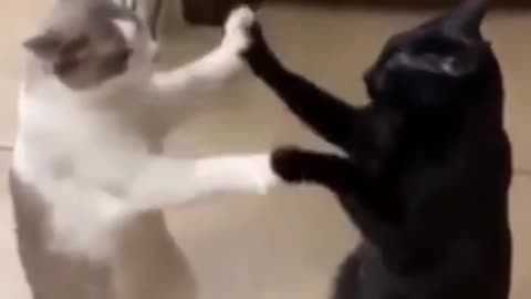 Funnies kittens and enjoy moment