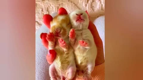 New Funny Animals Video 2023 | Funniest Cats and Dogs Videos | New Funny Video Of Cat And Dogs #215