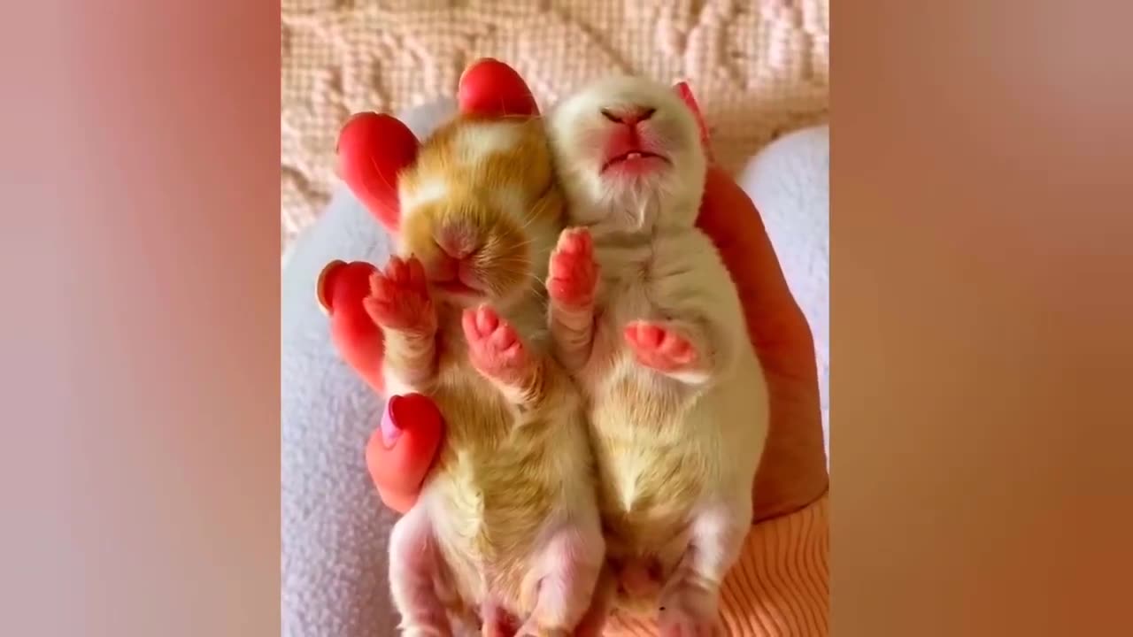 New Funny Animals Video 2023 | Funniest Cats and Dogs Videos | New Funny Video Of Cat And Dogs #215
