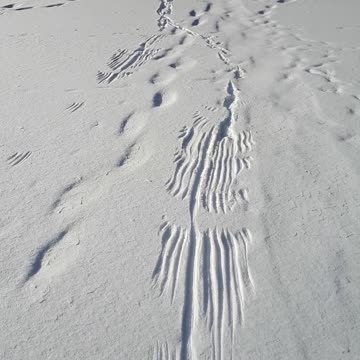 What Created these Beautiful Tracks in the Snow, PART 1