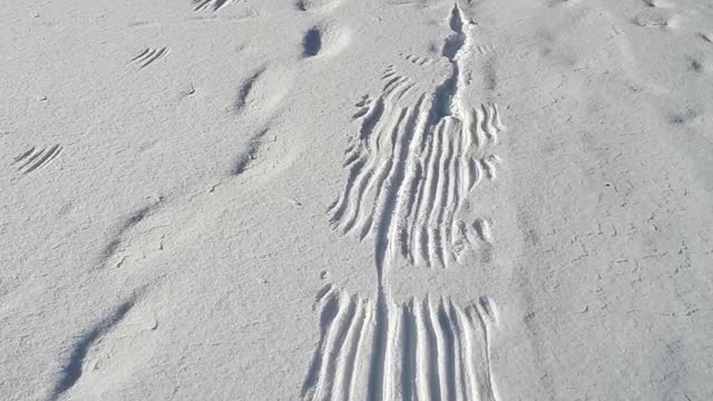 What Created these Beautiful Tracks in the Snow, PART 1