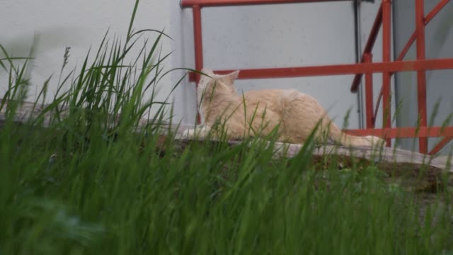 Beige cat is visible through the lush grass.