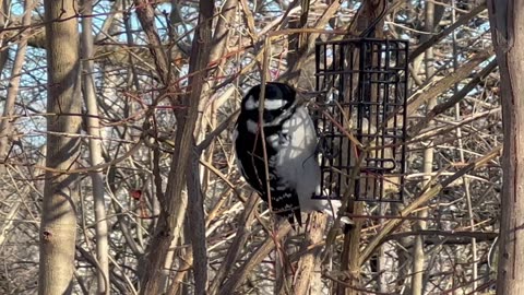 Hairy woodpecker female