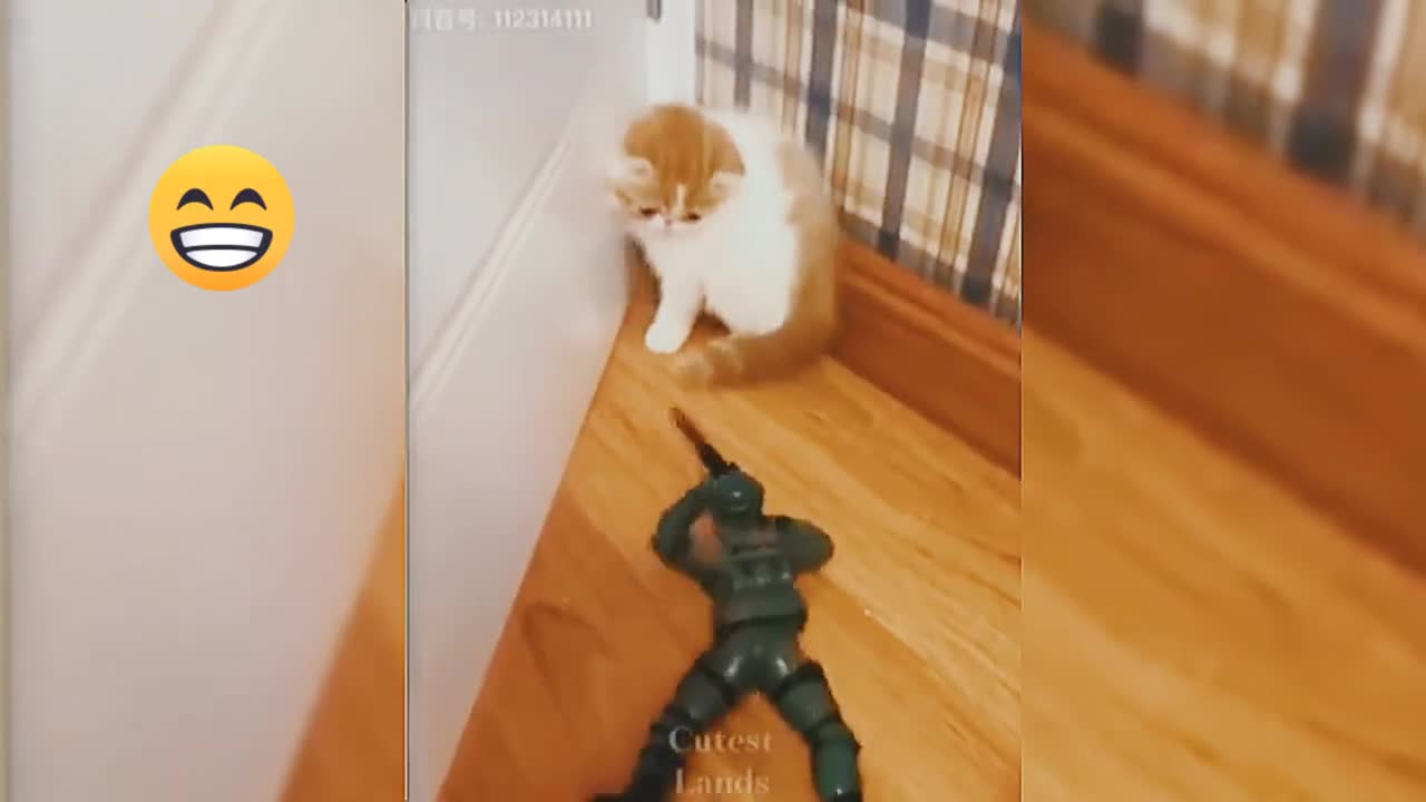 BEST CAT MEMES - FUNNY CAT VIDEOS