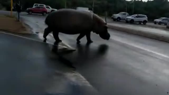 HIPPOPOTAMUS INVADED THE ROAD