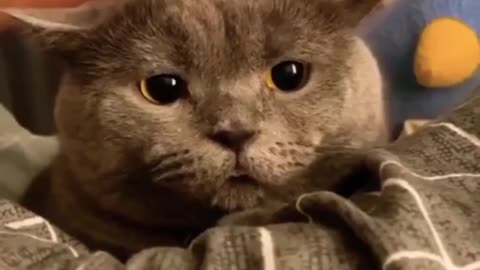 Cat humbleness secure