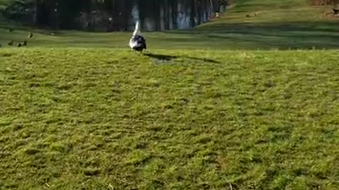 2 Moscovys & A Chick Episode 19: The first Mallard Duck Egg Sighting!!