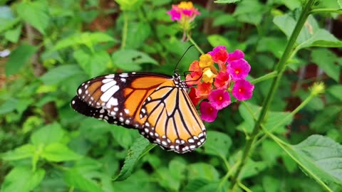Nature