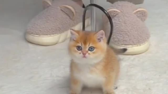 Cute cat