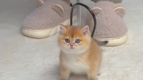 Cute cat