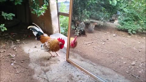 Amazing- Rooster