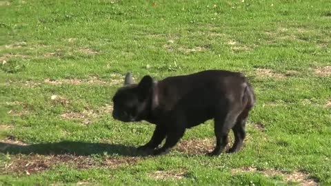 Bulldog francese, è l'aretina Ambra è il bello del mondo