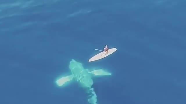 No big deal.. Just four 30 ton whales swimming silently below! 😍