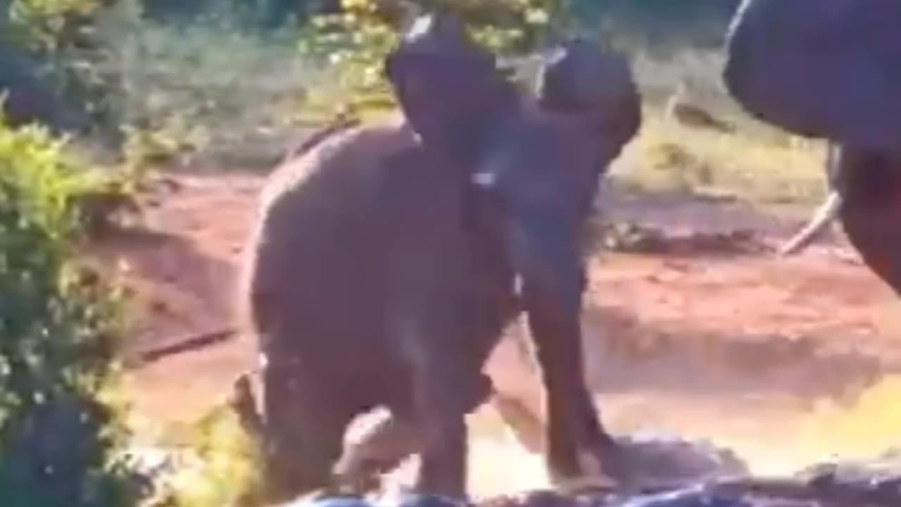 Elephant Gets Bitten By Crocodile While Drinking